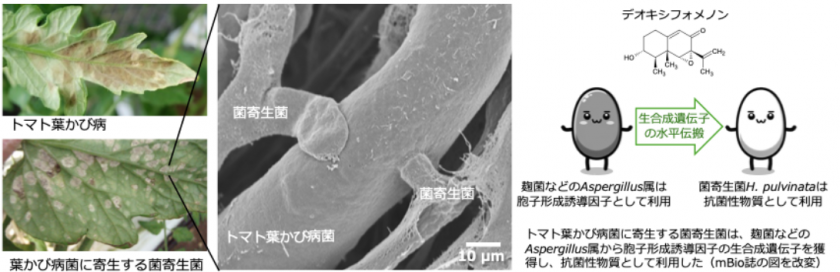 トマトの病原菌を食べる菌を発見 | 研究成果 | 九州大学（KYUSHU